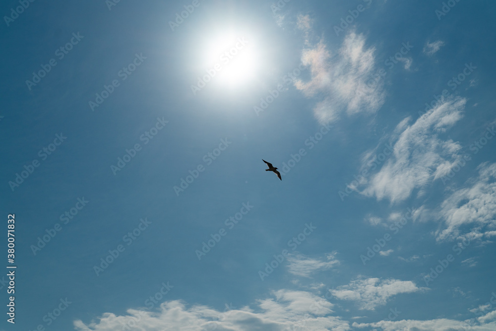 bird flying over the ocean in the cloudy sunny sky looking for prey