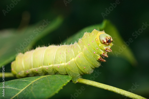 Luna moth caterpillar photo