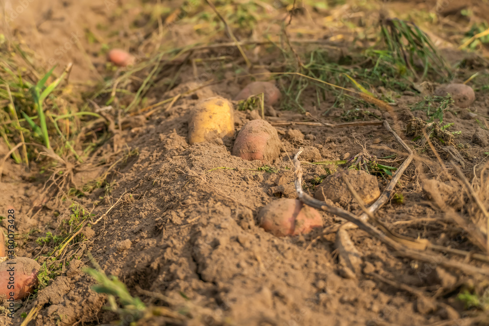 harvesting of potato crop. Potatoes on the ground after driving the tractor to collect them harvesting of potato crop. Potatoes on the ground after driving the tractor to collect them