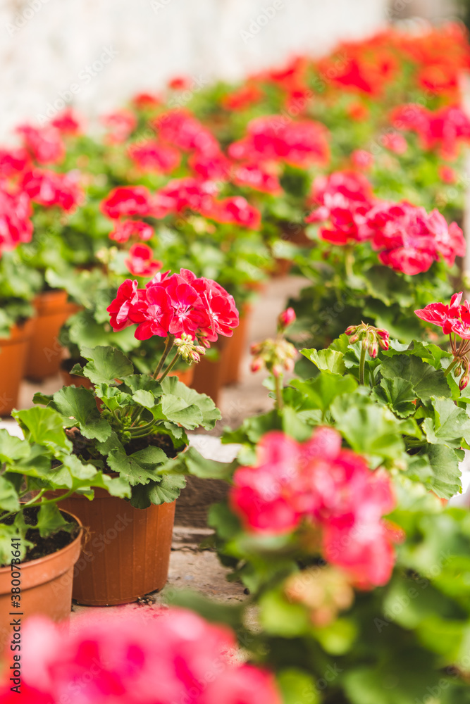 Geranium Flowers for Sale Inside a Greenhouse Geranium Flowers for Sale Inside a Greenhouse