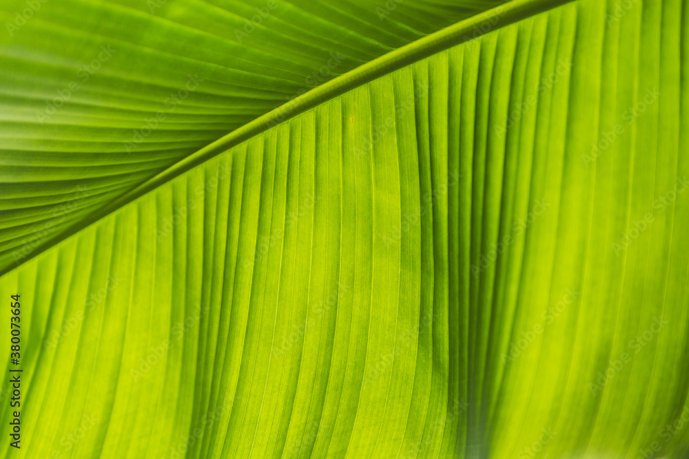 Tropical Palm Leaf Background Tropical Palm Leaf Background