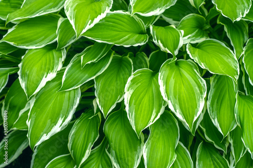 Large green leaves of the Hosta flower
