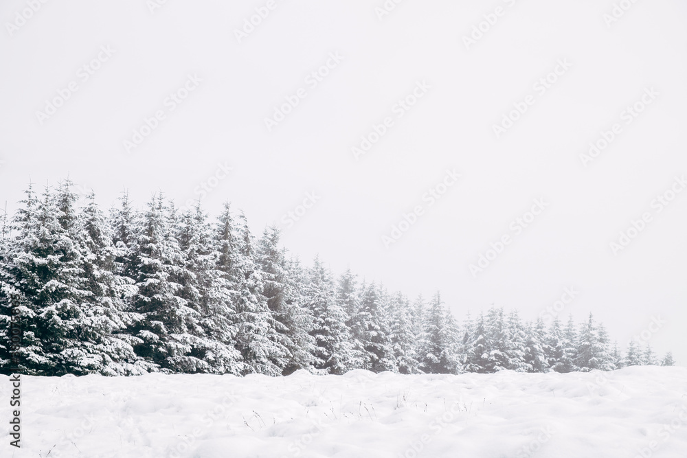 Trees on a remote hillside covered in snow. Cumbria, UK. Trees on a remote hillside covered in snow. Cumbria, UK.