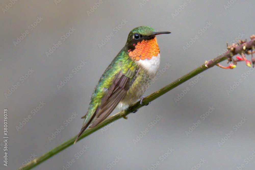 Fototapeta premium Ruby throated hummingbird on a branch
