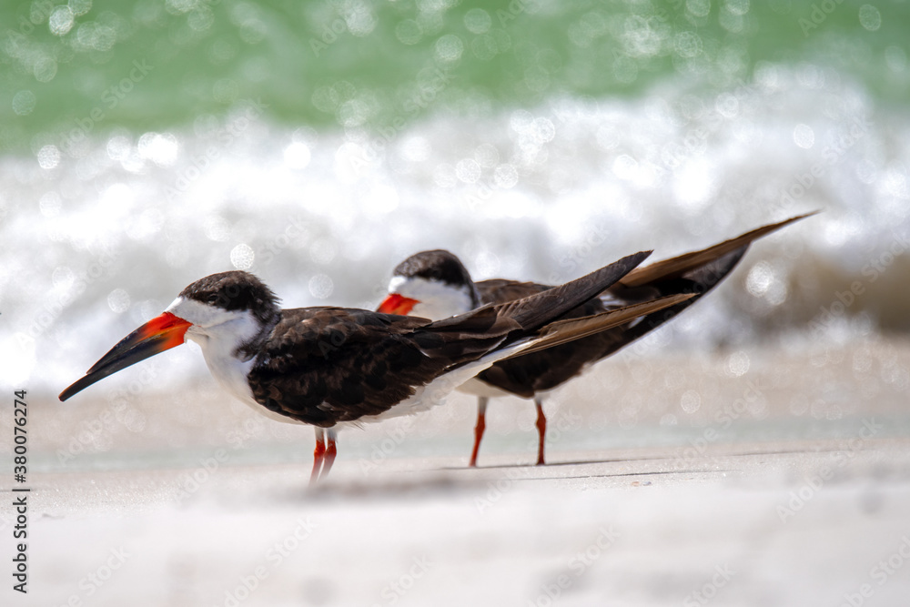 Obraz premium Black skimmers on the beach in the surf