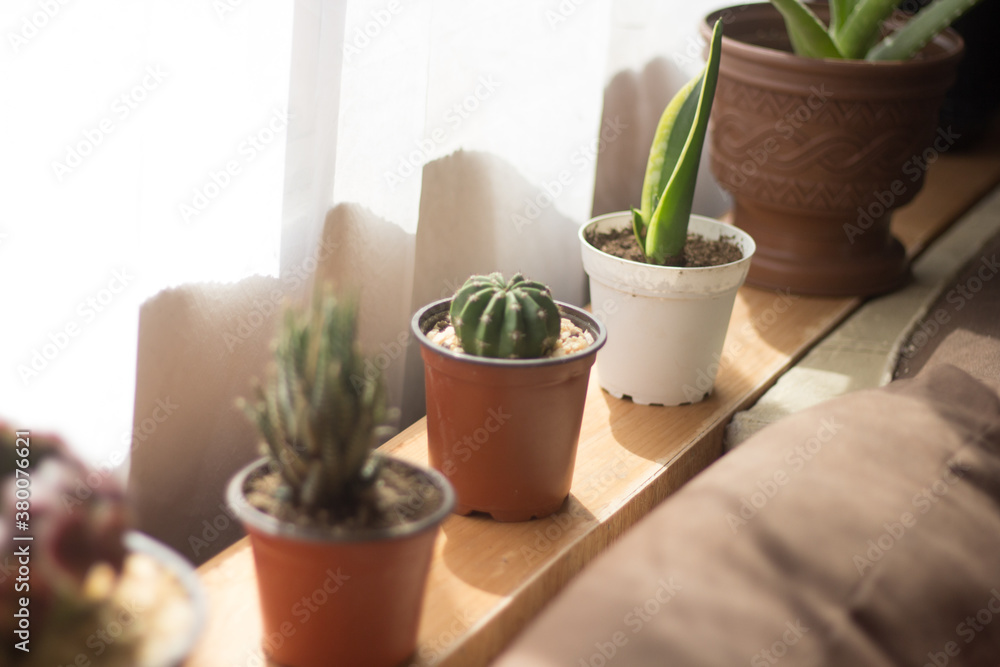 Cactus and succulents plants on a window Cactus and succulents plants on a window