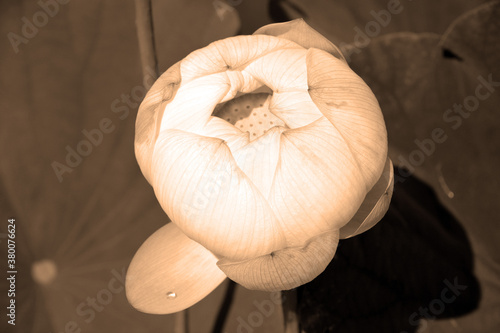 Isolated lotus flower.Nelumbo nucifera, known by a number of names including Indian Lotus, Sacred Lotus, Bean of India, or simply Lotus, is a plant in the monogeneric family Nelumbonaceae. photo