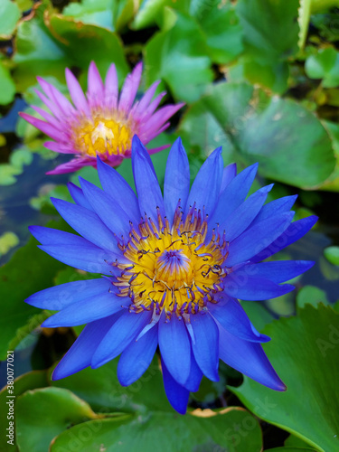 Wild Nature Two Beautiful Water Lily Flowers Pink And Blue Color Floating On A Pond