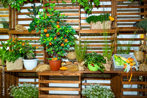 Vegetables and herbs grow w...