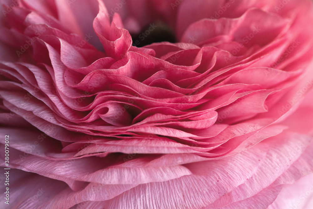 layers and layers of pink ranunculus petals layers and layers of pink ranunculus petals