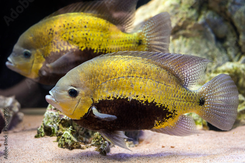 cichlid fish