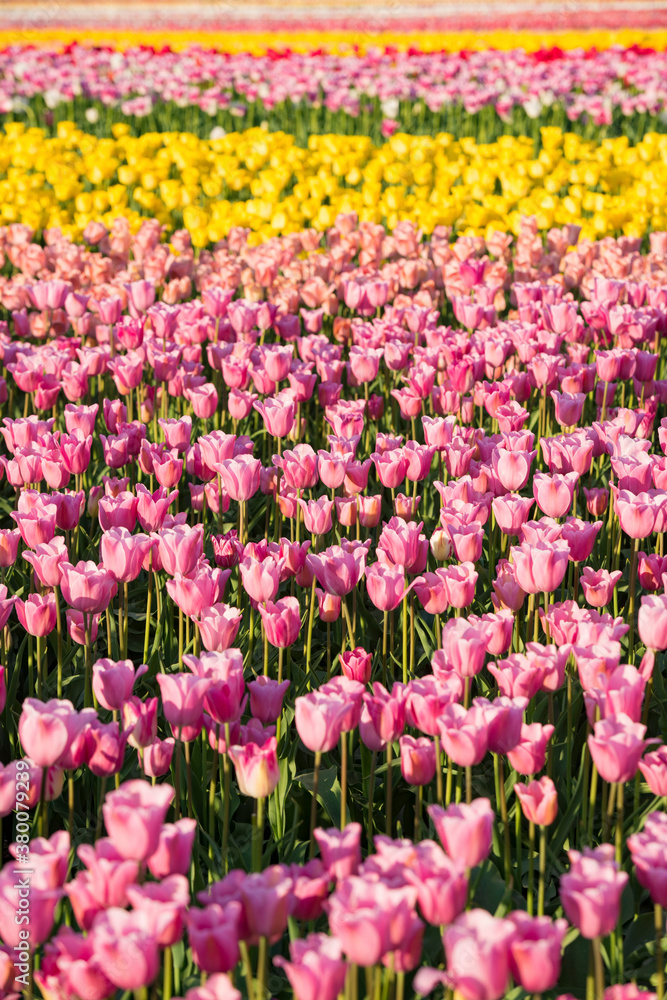 Large Field of Colorful Tulips Large Field of Colorful Tulips