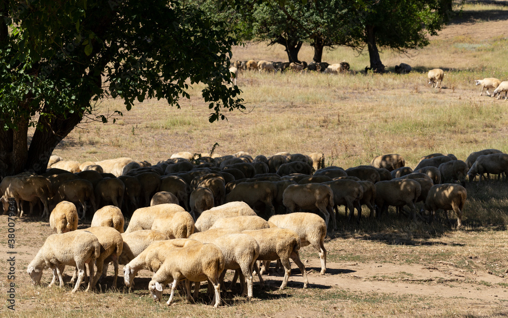 A herd of goats and sheep. Animals graze in the meadow. Pastures of Europe. A herd of goats and sheep. Animals graze in the meadow. Pastures of Europe.