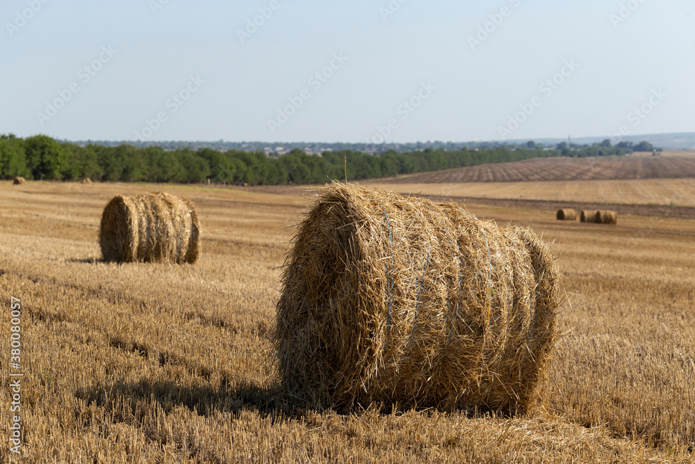 Wheat harvesting. Round bales of straw in the field.