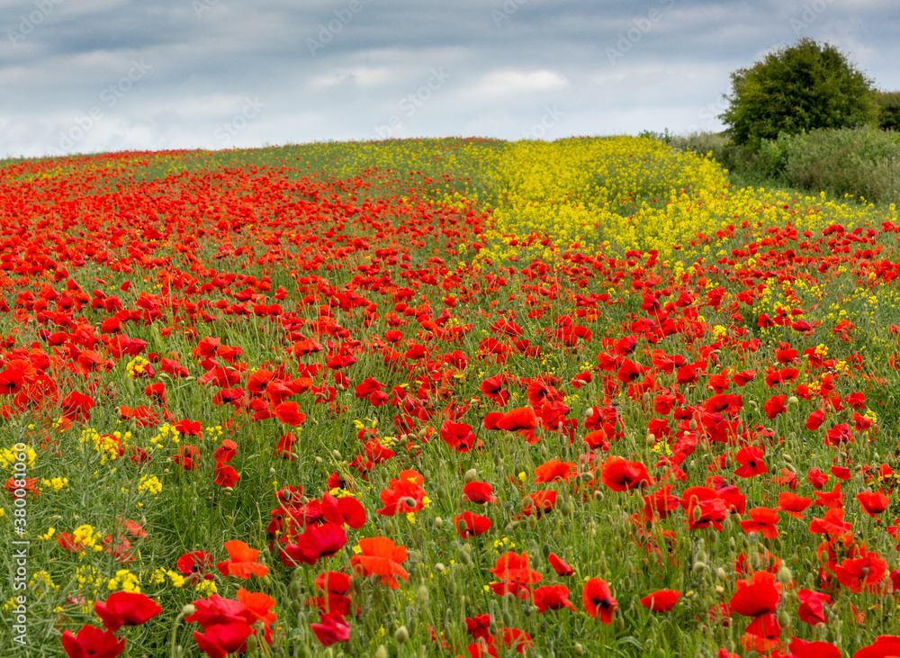 Poppy fields in The Cotswolds, England.