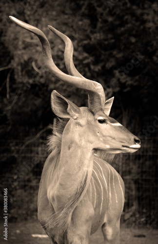 Greater kudu is a woodland antelope found throughout eastern and southern Africa. Despite occupying such widespread territory photo