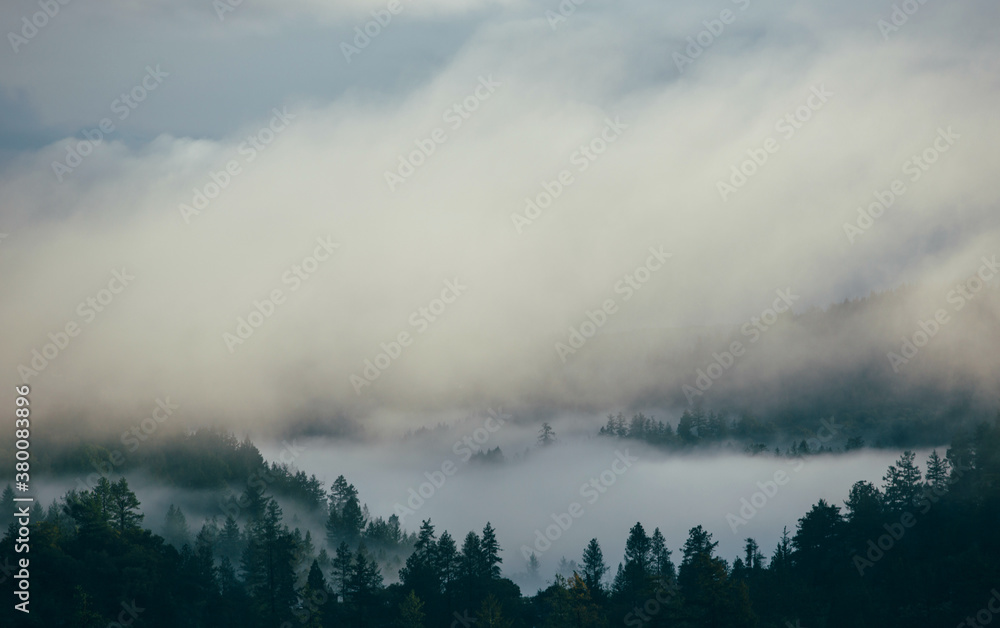 Valley of trees filled with clouds and fog Valley of trees filled with clouds and fog