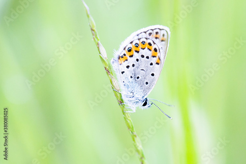 butterfly on plant macro