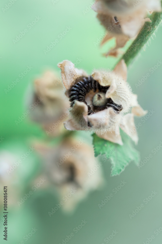 Seeds inside hollyhock's capsule ready to be collected for next sowing time Seeds inside hollyhock's capsule ready to be collected for next sowing time
