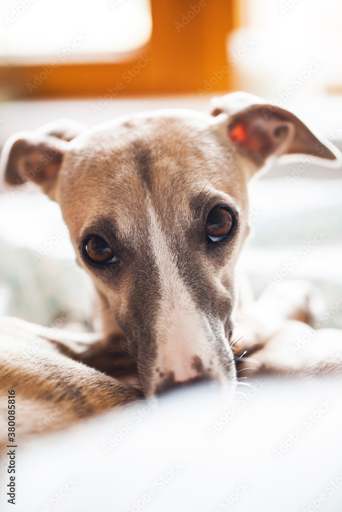Lovely Portrait of Dog Lovely Portrait of Dog