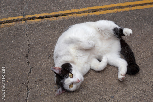 Close up to a white cat with black spots laying down in the street playing in spoiled attitude looking out the camera