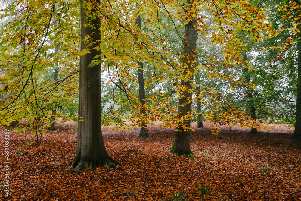 Beech trees in Autumn. Norfolk, UK. Beech trees in Autumn. Norfolk, UK.