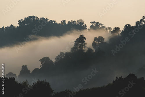 Wallpaper Mural Rainforest in Southern of Thailand Torontodigital.ca