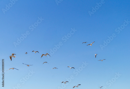 a flock of seagulls in the sky by the sea coast