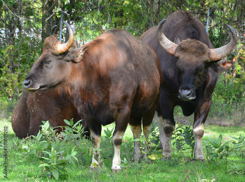 The gaur or Indian bison, is the largest extant bovine, native to South Asia and Southeast Asia. It has been listed as Vulnerable on the IUCN Red List since 1986. photo