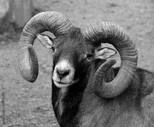 European male mouflon is the westernmost and smallest sub-species of mouflon. It was originally found only on the Mediterranean islands of Corsica and Sardinia