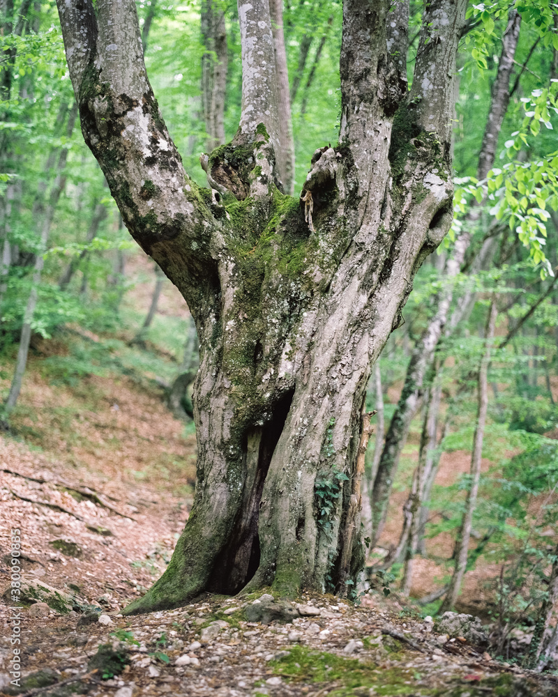 Close up of tree trunk in forest Close up of tree trunk in forest