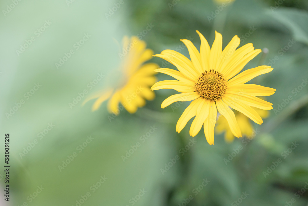 yellow daisy macro yellow daisy macro