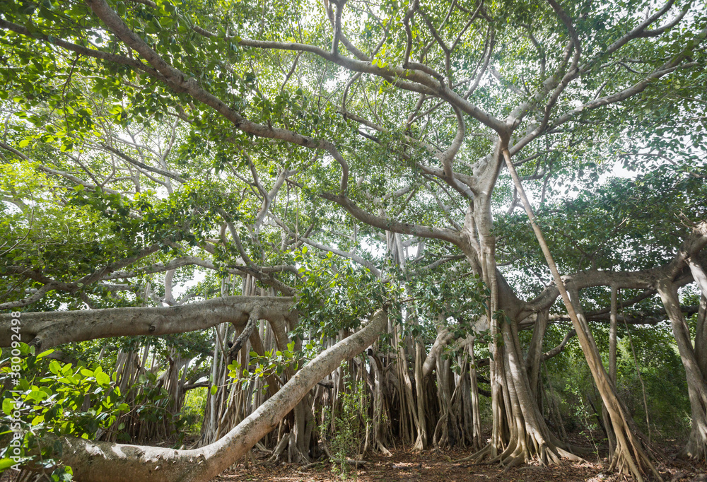 Large tree branches sprawling overhead in forest Large tree branches sprawling overhead in forest