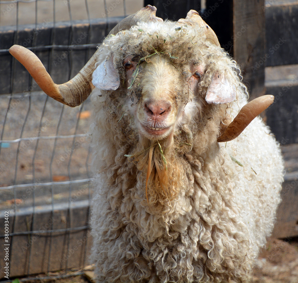 The Angora goat is a breed of domesticated goat, historically known as