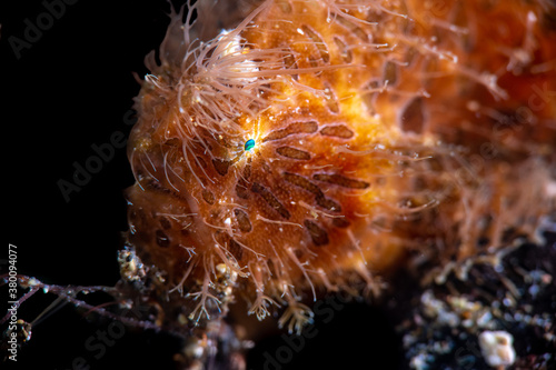 A frog fish waiting for a meal