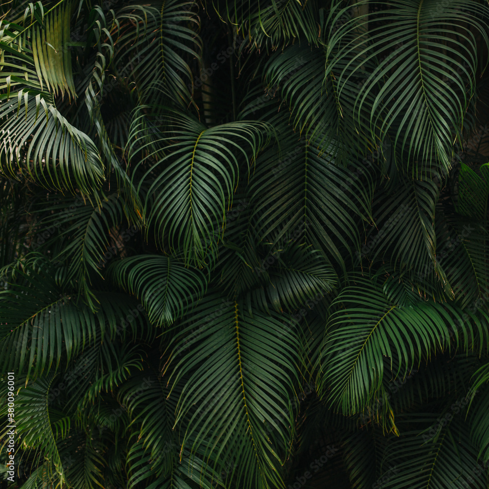 Dark Green Palm Tree Background Dark Green Palm Tree Background