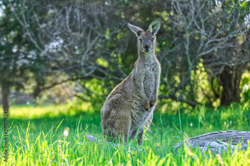 Kangeroos grazing photo