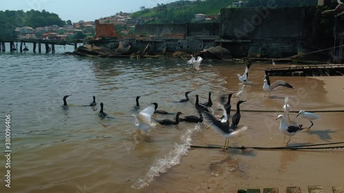 ducks and seagull on the beach eating fish slow 