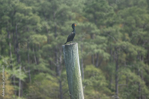 Purple Gallinule: Medium photo