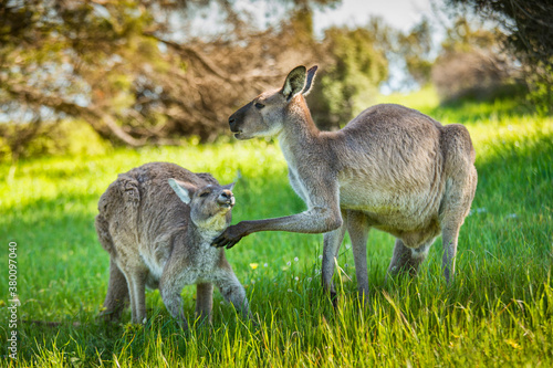 Kangeroos grazing photo