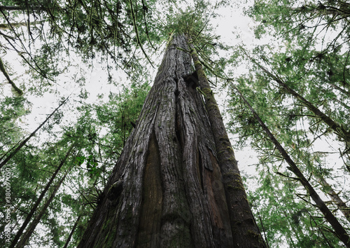 Old growth cedar trees in Pacific North West photo