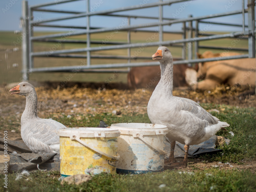 Gänse auf der Weide Gänse auf der Weide