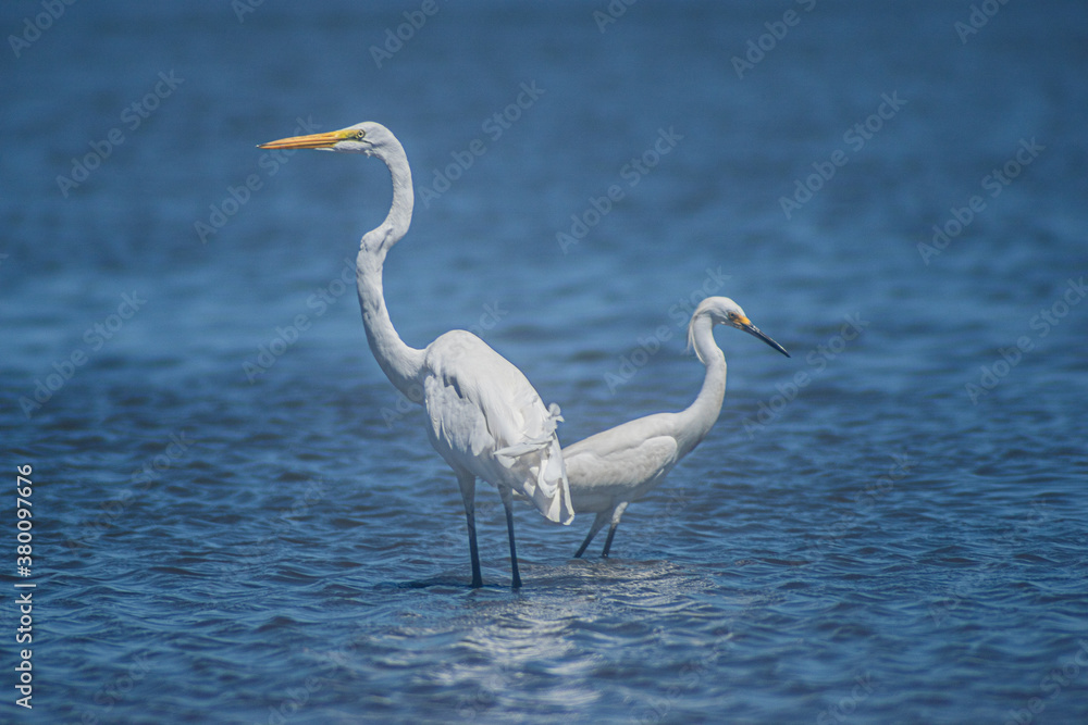 Great White Egret and Snowy Egret Great White Egret and Snowy Egret