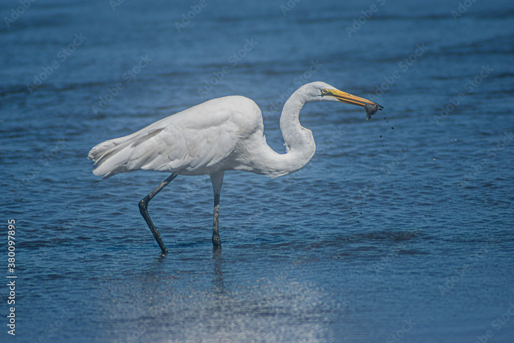Great White Egret Great White Egret