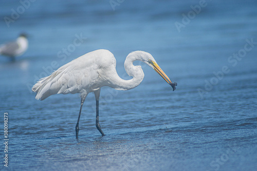 Great White Egret  © Ken