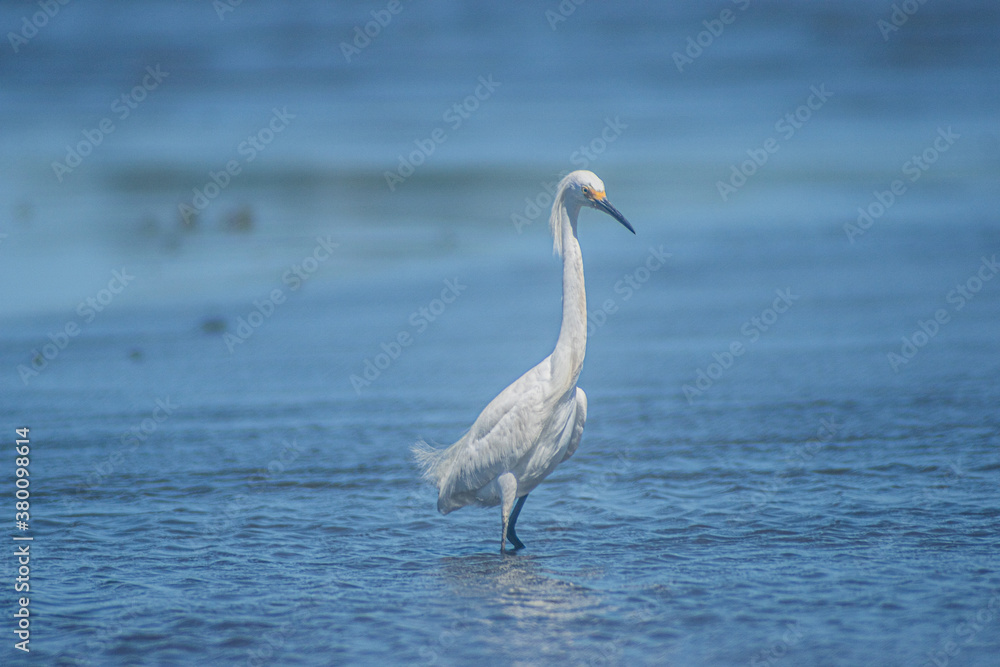 Snowy Egret Snowy Egret