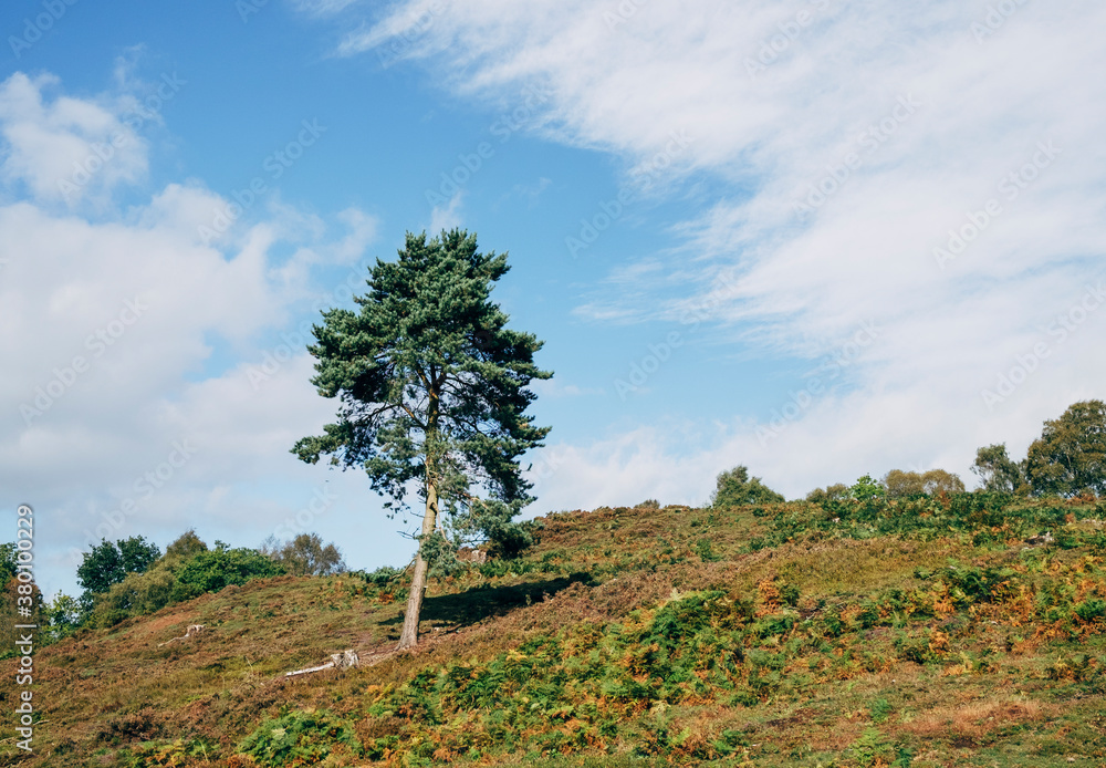 Lone Pine tree on Bickerton Hill, Cheshire, UK. Lone Pine tree on Bickerton Hill, Cheshire, UK.