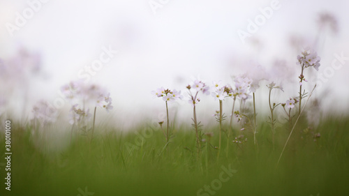 cuckooflower in a meadow in spring photo