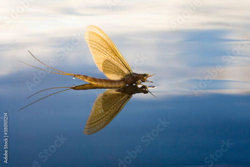Mayfly