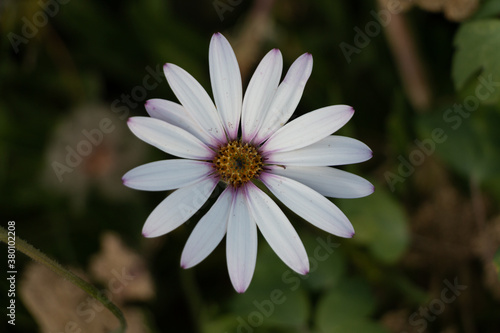 A Single White Daisy 